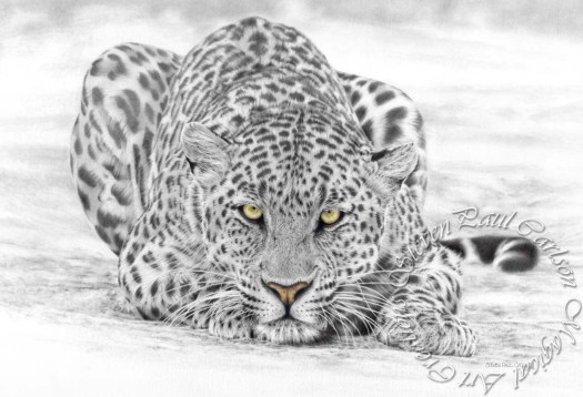 Leopard w